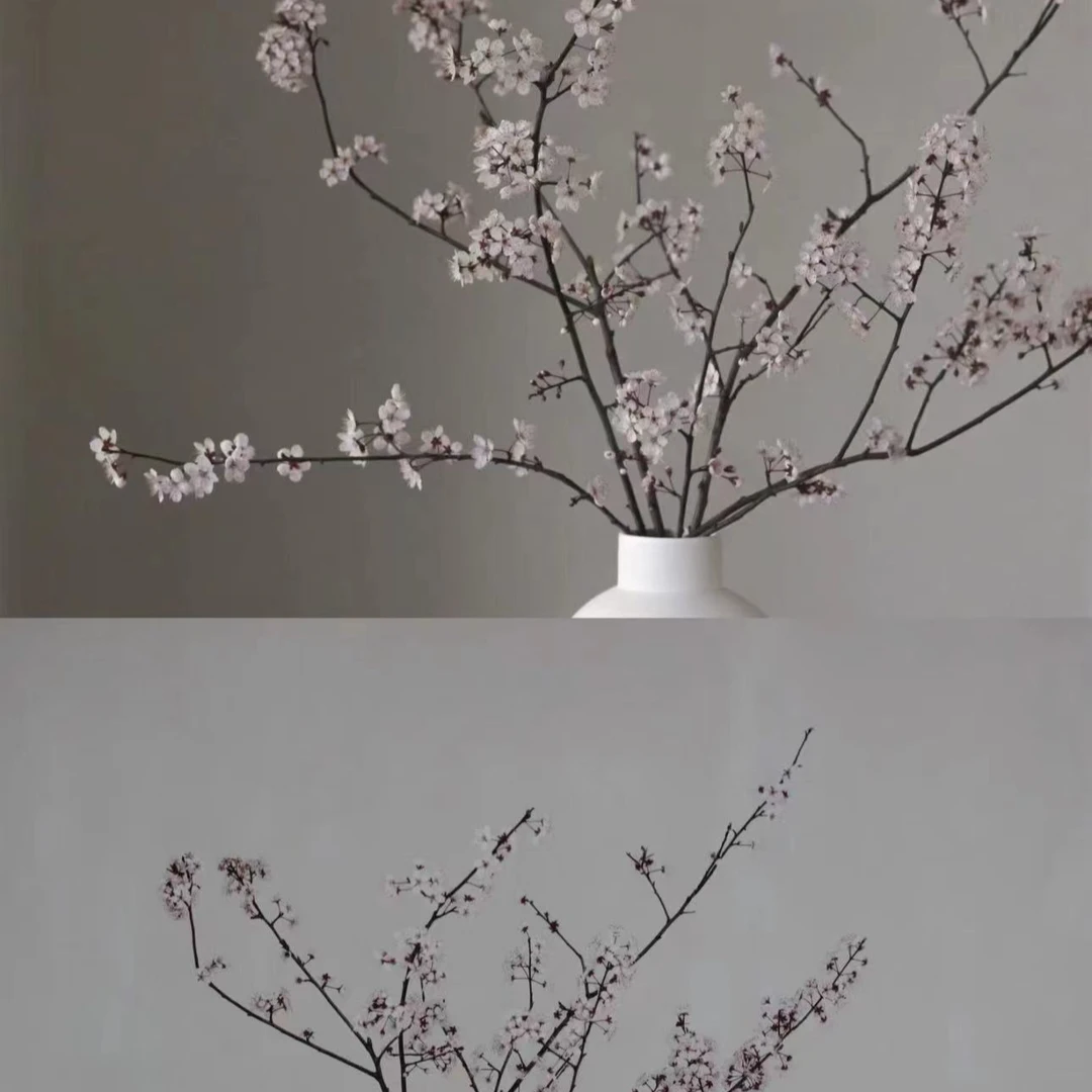李子花AAA级鲜切花