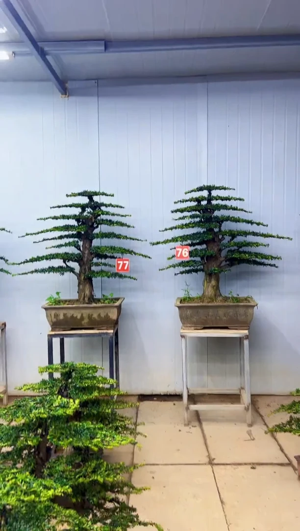 无花朵一物一拍，所见即所得