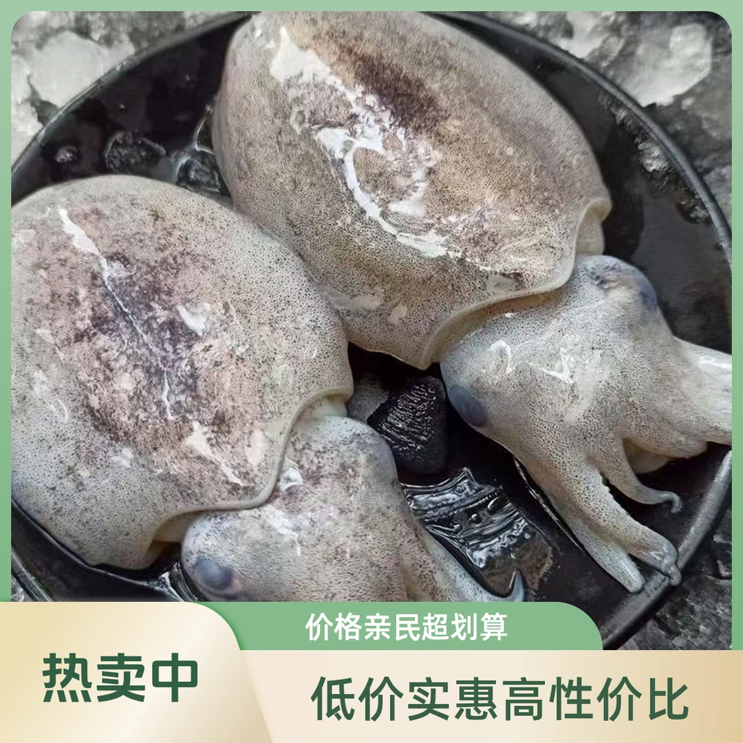 小墨鱼1斤10个左右福建闽南澎湖海域野生捕捞乌贼