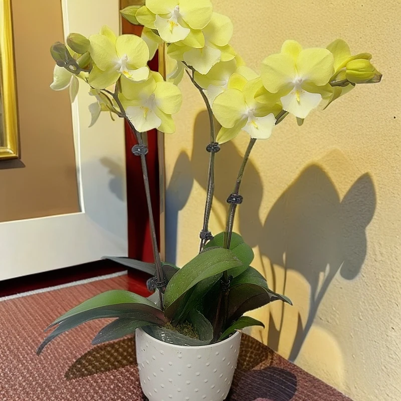 九仙嶂【星月大舌头】高端年宵花蝴蝶兰室内花（香水柠檬）