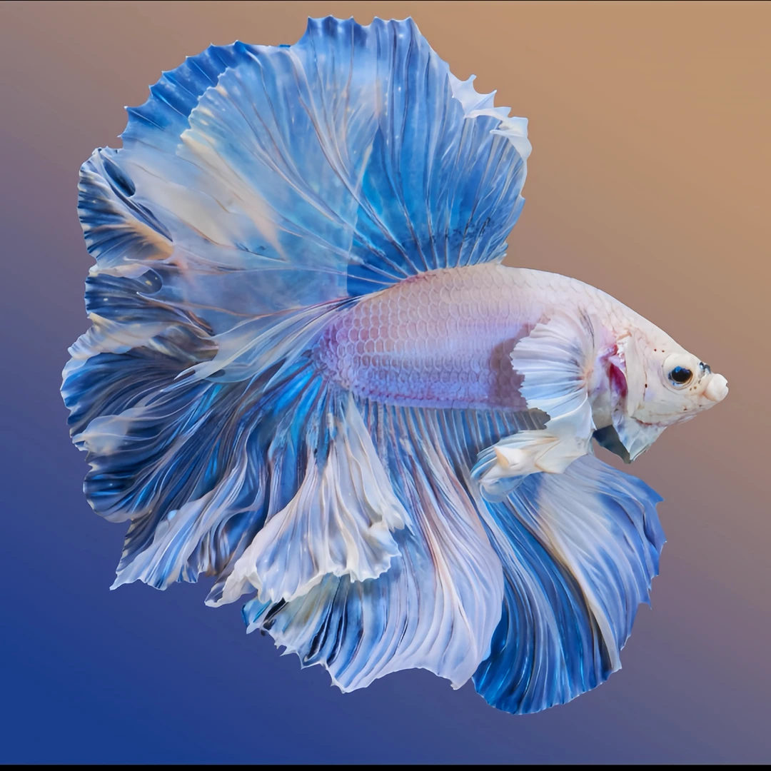 A5(097~120)小型热带观赏鱼斗鱼（直播间选鱼）