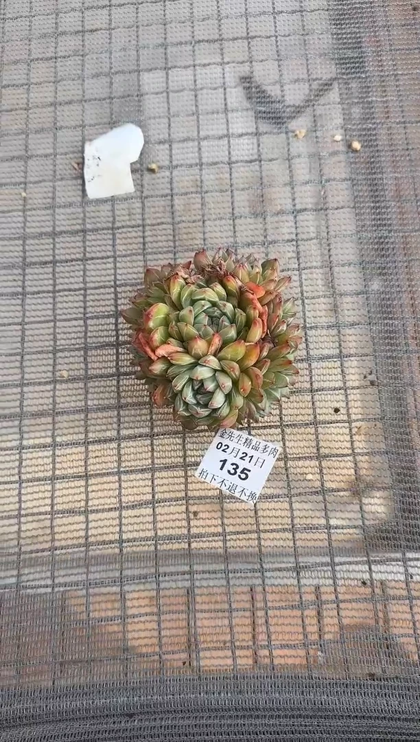 【闪购商品】0221-135雪花珍妮群