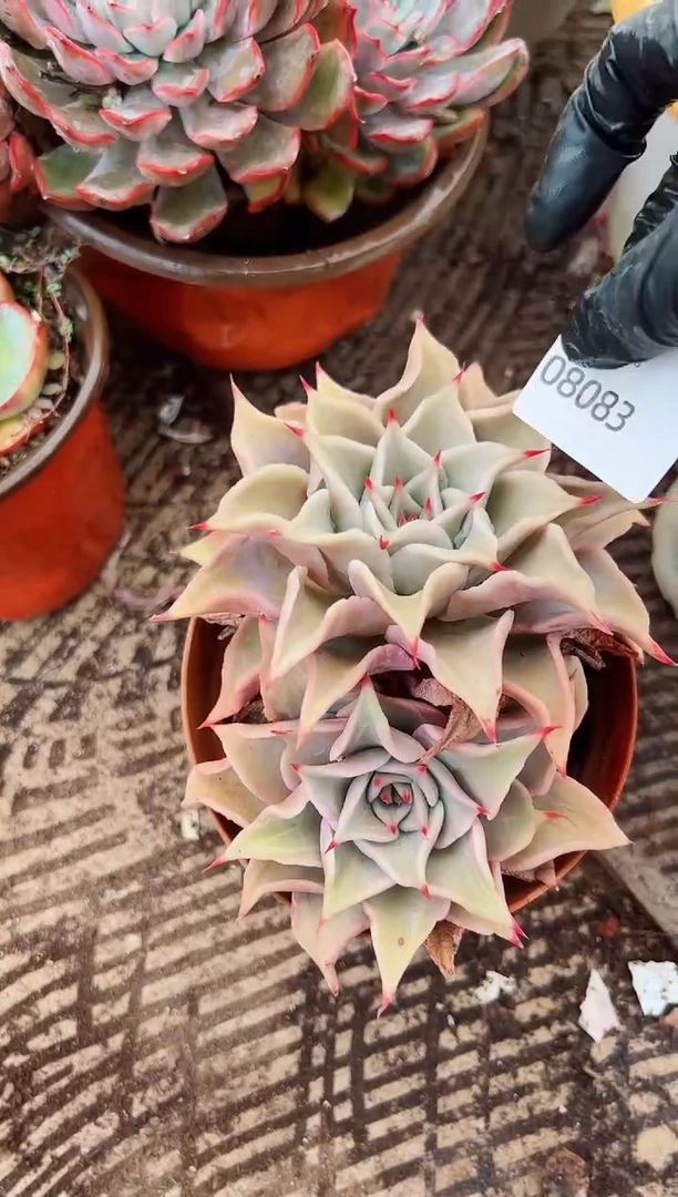 花*灵多肉植物一物一拍08083