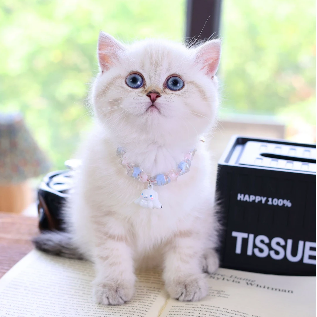 金点山猫纹弟弟（英短）
