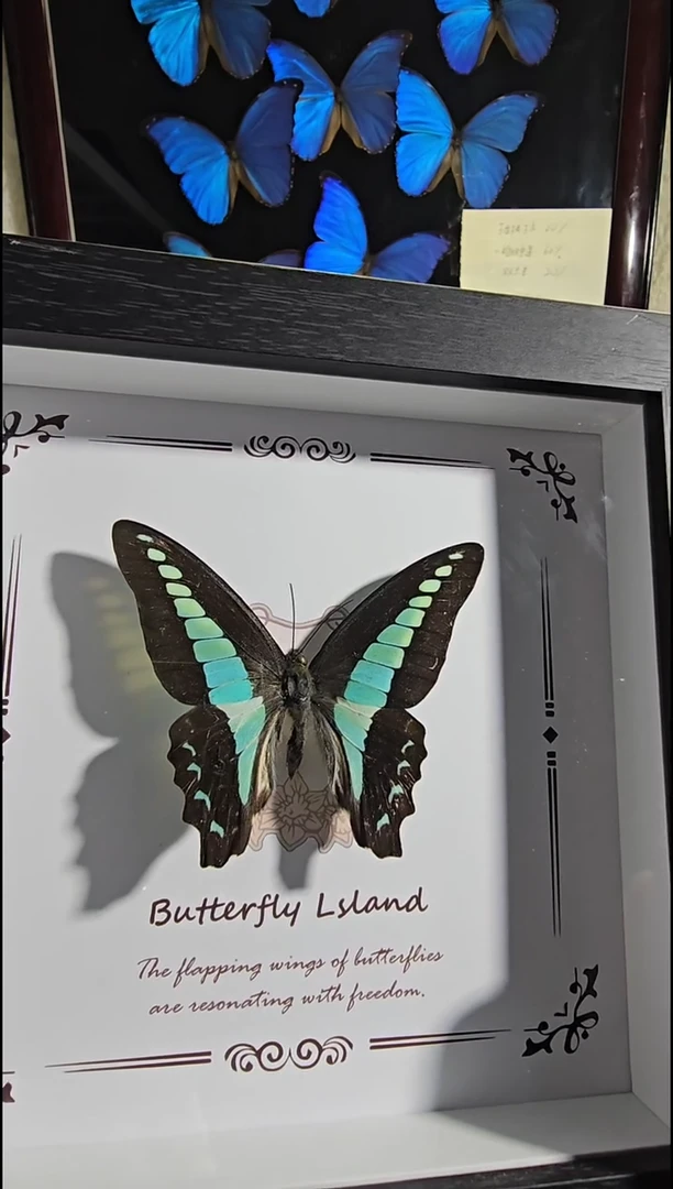 青凤精美蝴蝶标本