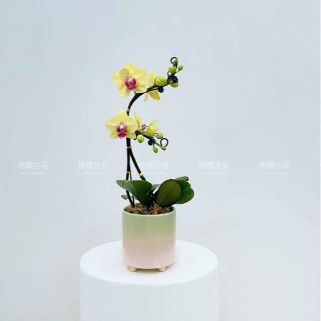 40940 蝴蝶兰 朝日 花期长叶片自然开裂桌面花盆栽