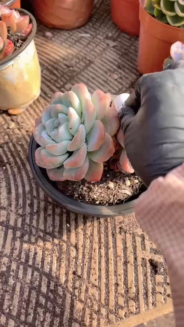 香*恋跃跃精品多肉29035