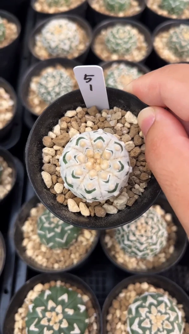 实生根星兜仙人球编码51