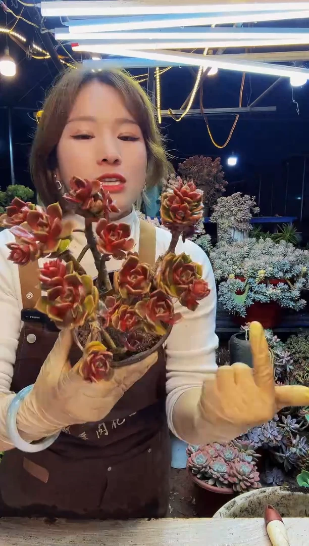 精控老桩大红袍包邮