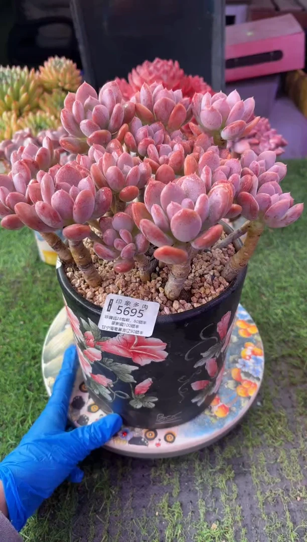 昆明印象多肉5695