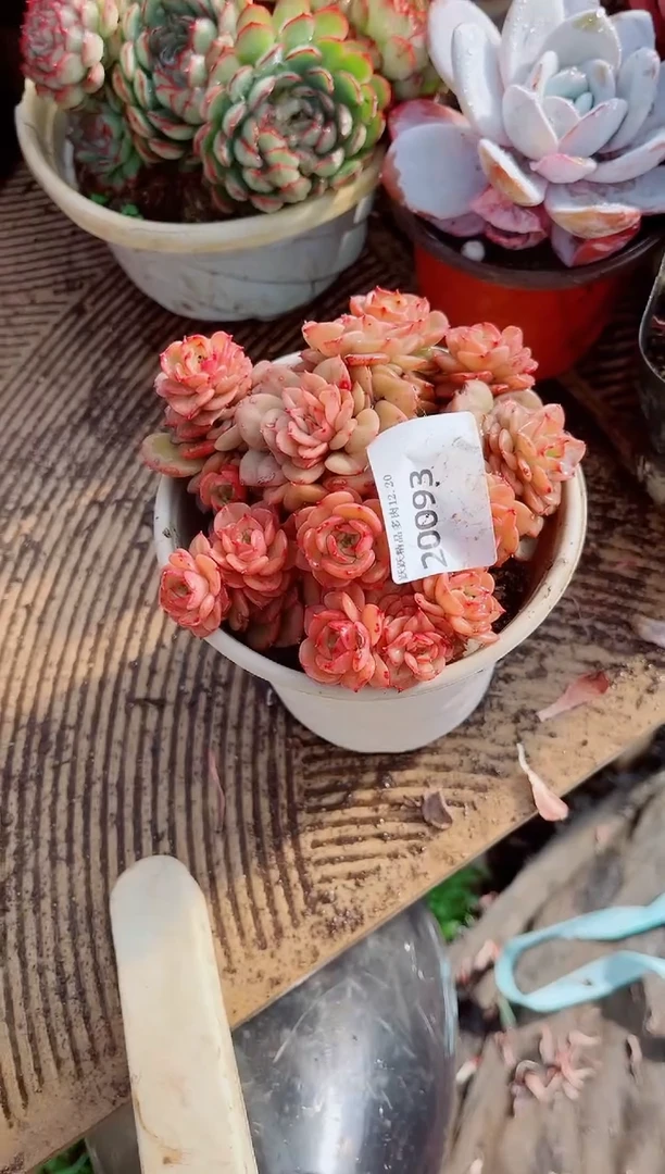 l****灯跃跃精品多肉20093