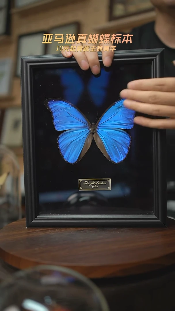 有机玻璃大蓝闪蝶黑绒底版10寸欧式框