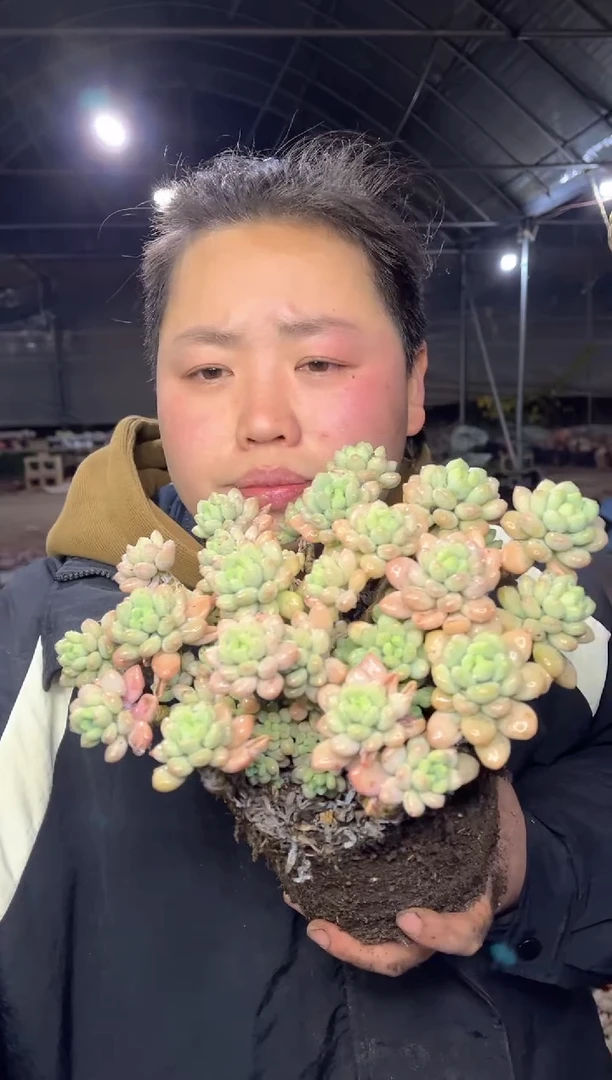 【闪购商品】113-大红盆大号洛可可7.2