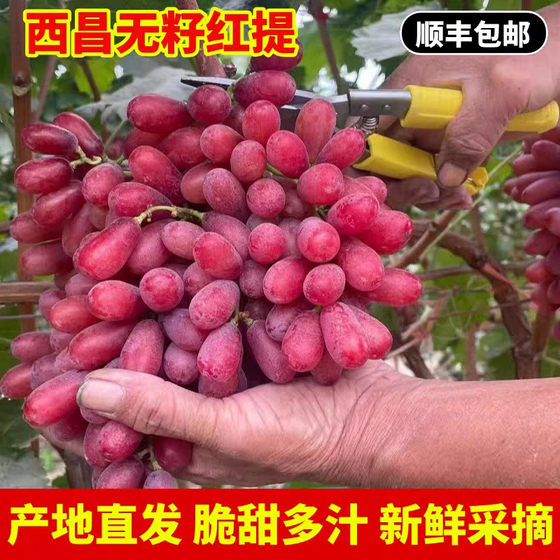 【国庆中秋顺丰包邮】精品新鲜克伦生无籽提  脆甜多汁 皮薄肉细 无渣四川省