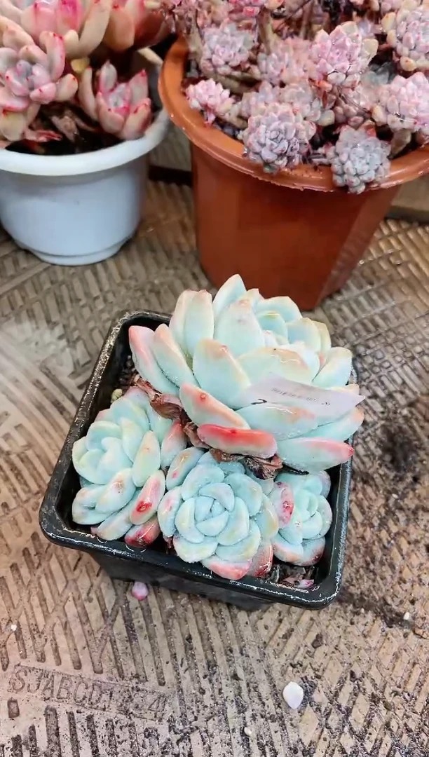 【闪购商品】20072