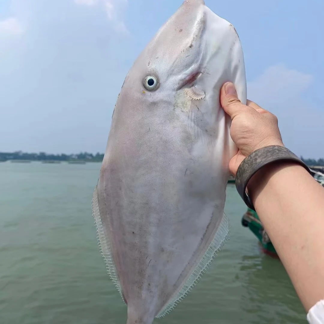 汕尾本港大规格剥皮鱼耗儿鱼超厚实蒜瓣肉无杂刺冷链配送坏损包赔