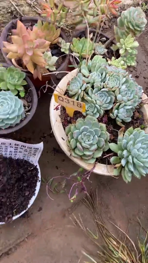 Q318多肉组合默认脱土发货