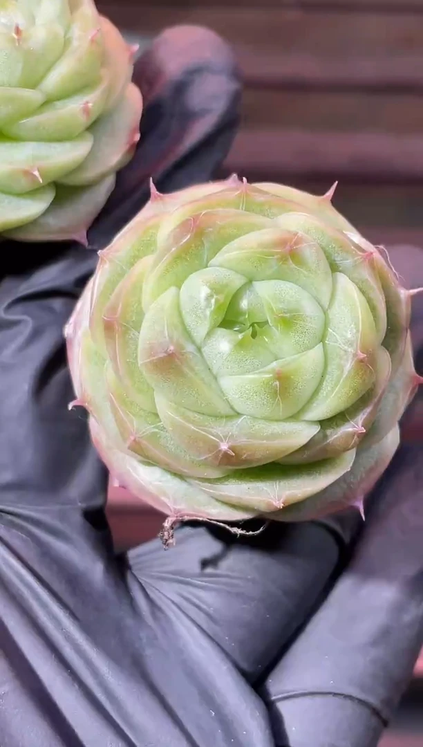 32-67 小圆翡2-4厘米量拍发一颗