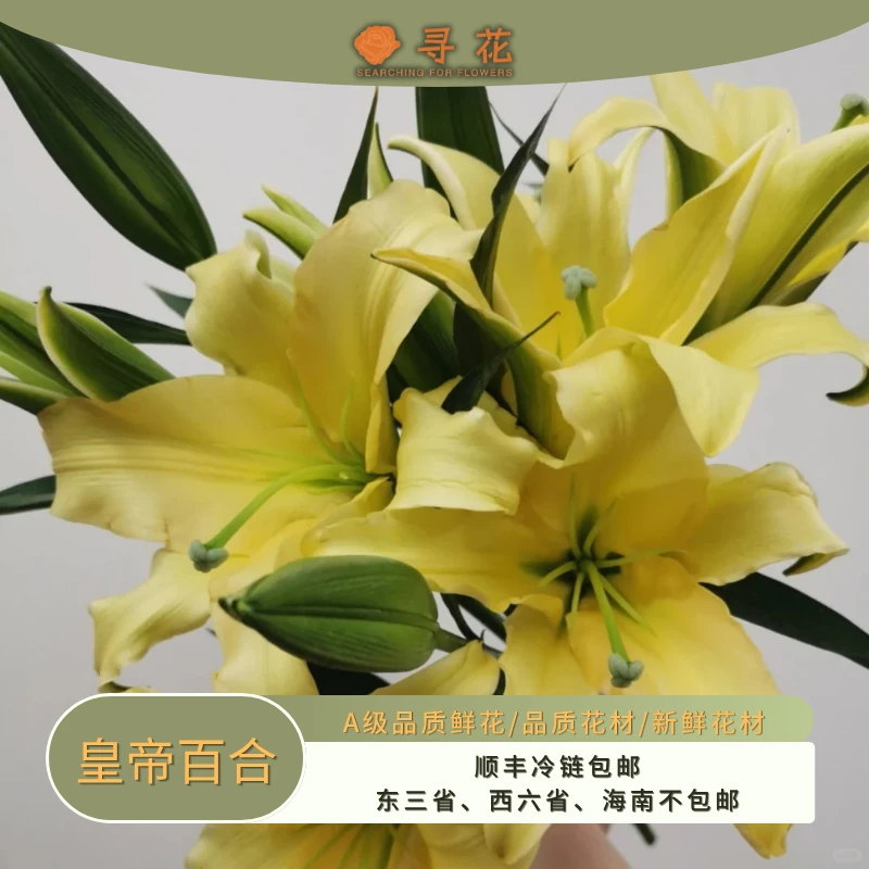 皇帝香水百合-云南鲜花-家用鲜花-基地现采直发鲜花