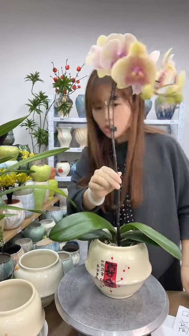 11.26陶瓷花盆直播链接高. 15   口14