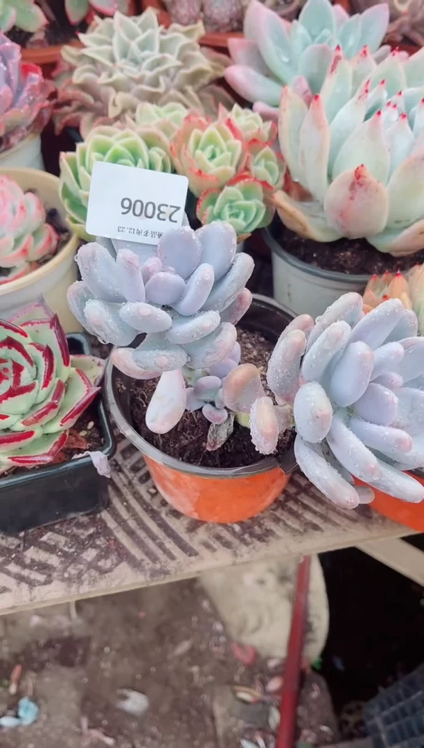 一***?跃跃精品多肉23006