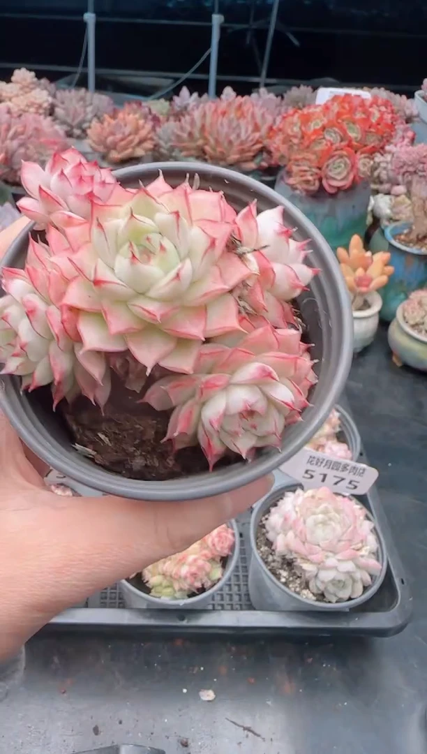 【闪购商品】5177.