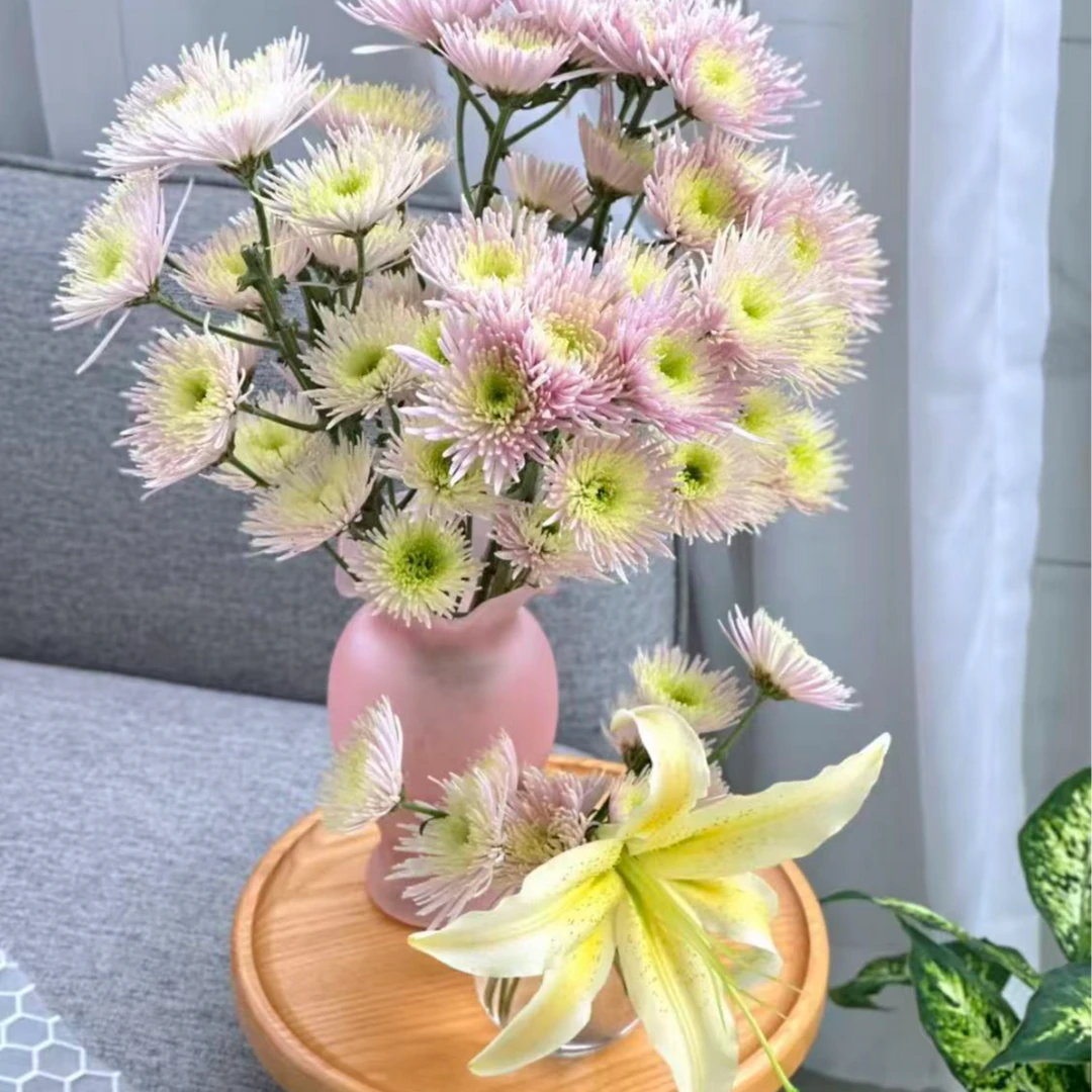 A级稀有奥利粉多头烟花菊鲜切花
