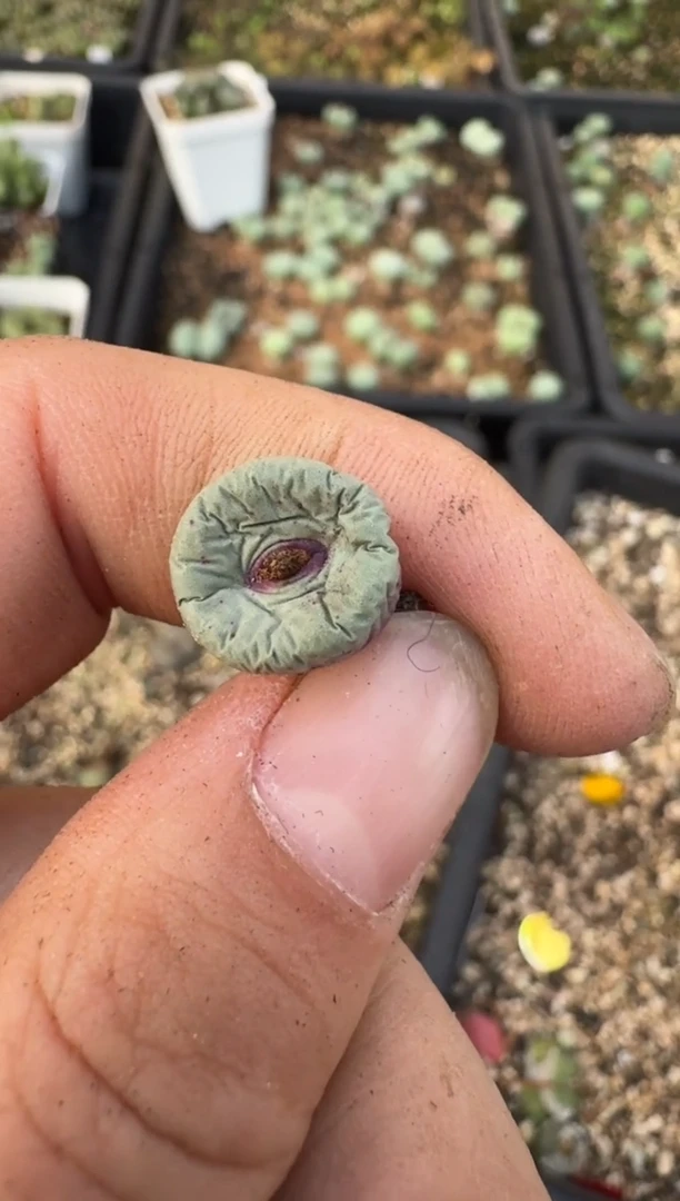 【闪购商品】17-144