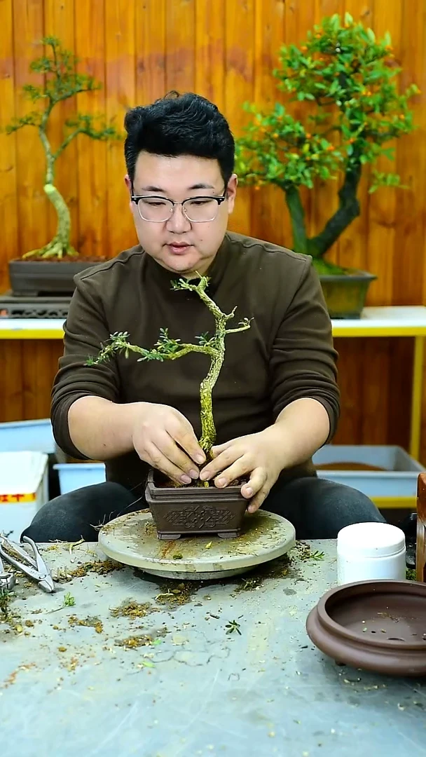 南****技 福建闽江雀舌皱皮黄杨