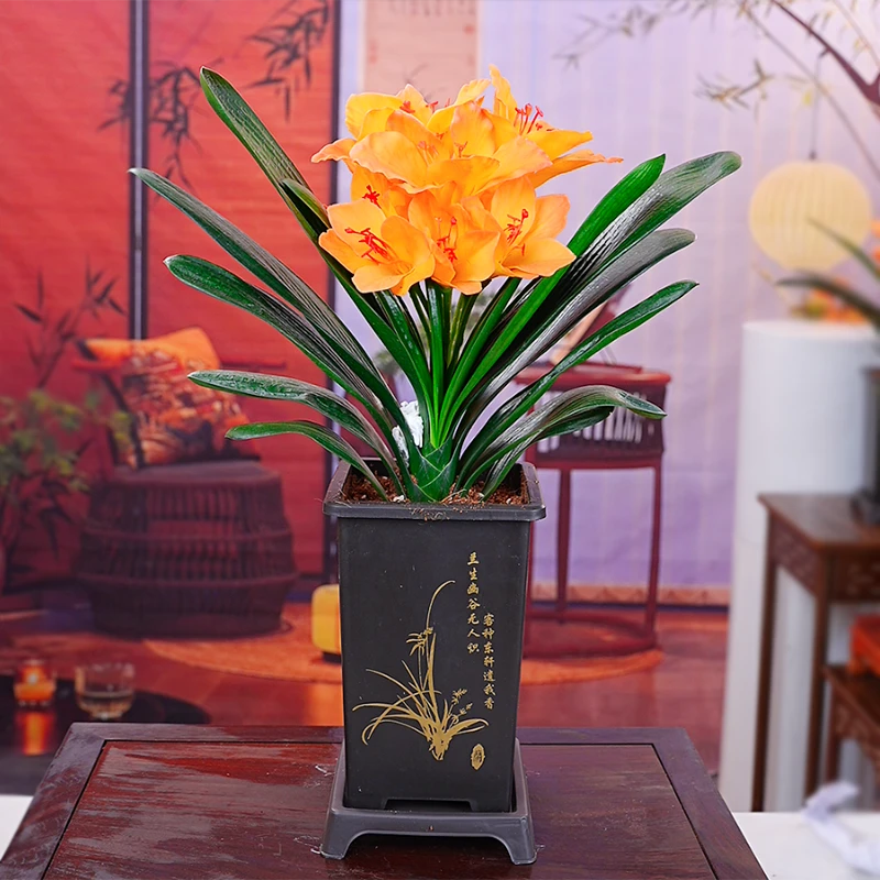 【橘黄】带盆君子兰花卉植物室内易活绿植四季常青好养当年开花