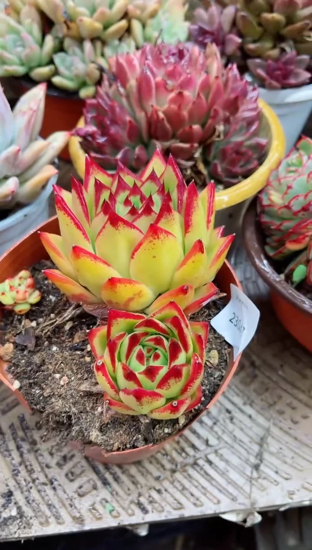 【闪购商品】23043