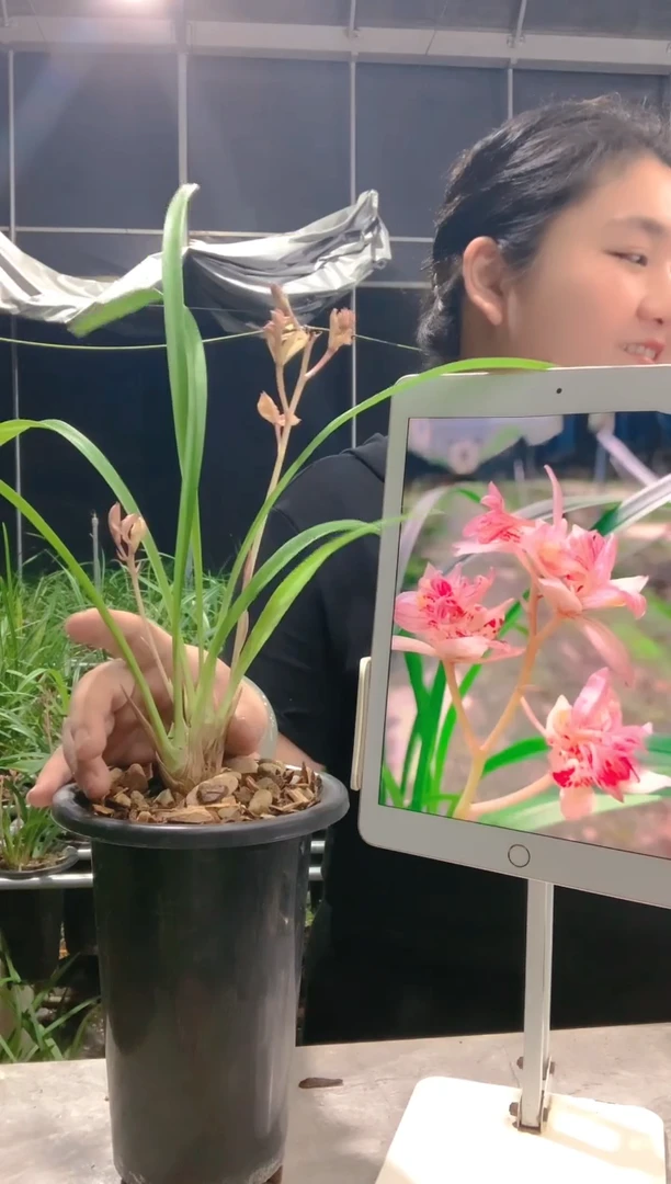 大部分花苞少量开放圈****️红婵牡丹