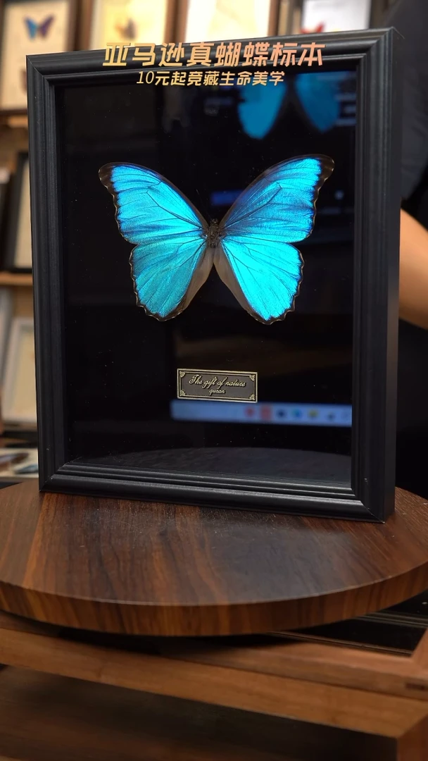 大蓝闪蝶黑绒底版10寸欧式框（带证书）