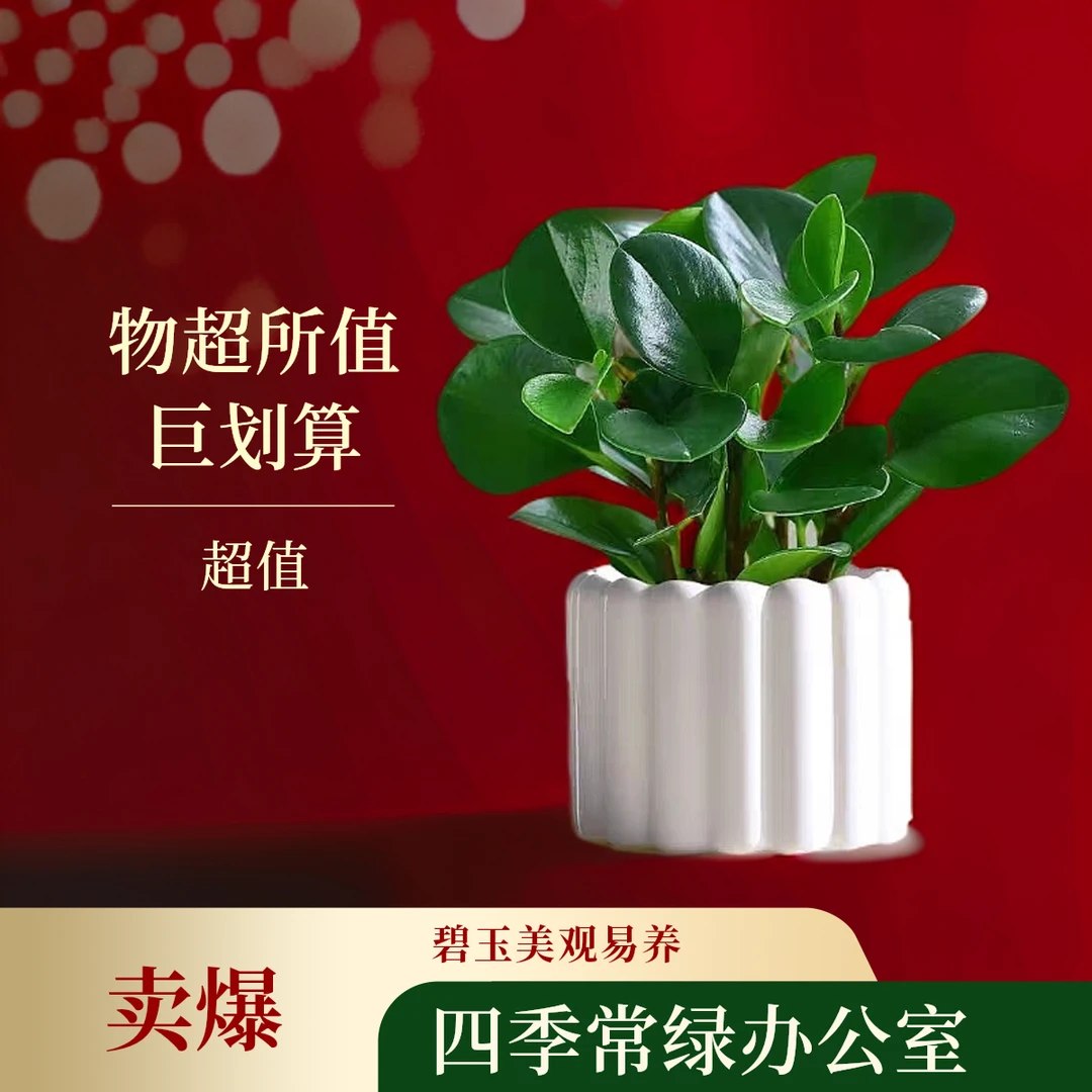 【碧玉】桌面绿植盆栽四季常绿好养小植物办公室客厅美观装饰