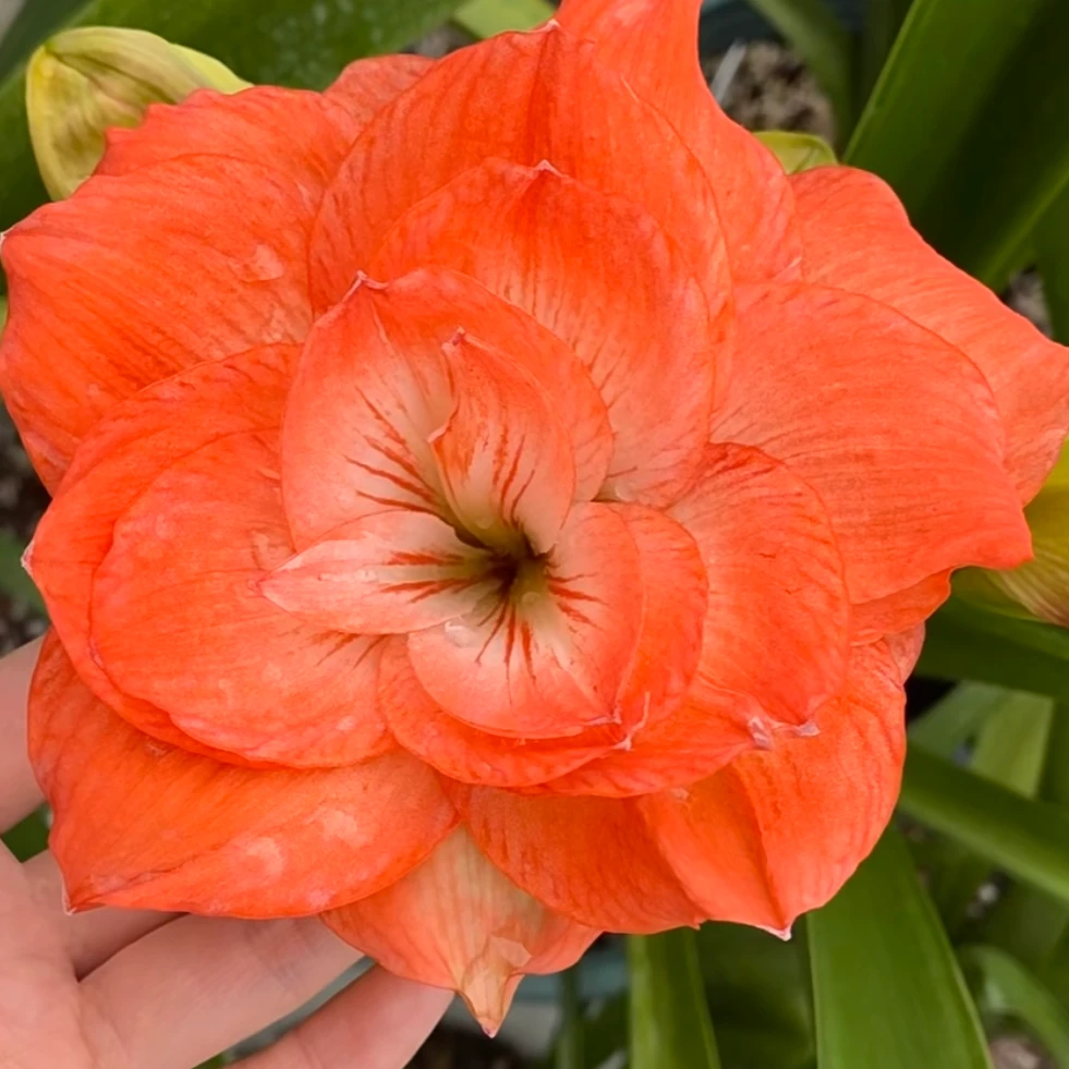 【恐龙妹】台朱直播间讲解为准★朱顶红种球-部分残次品不包售后