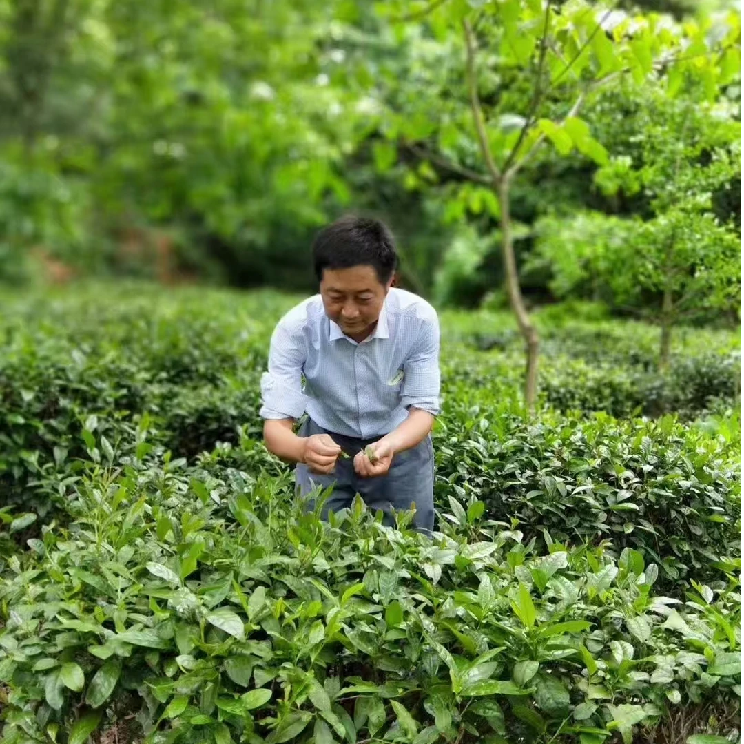 2025年大别山绿茶龟山绿茶克口粮茶龟山口粮茶正宗茶叶磨子山茶