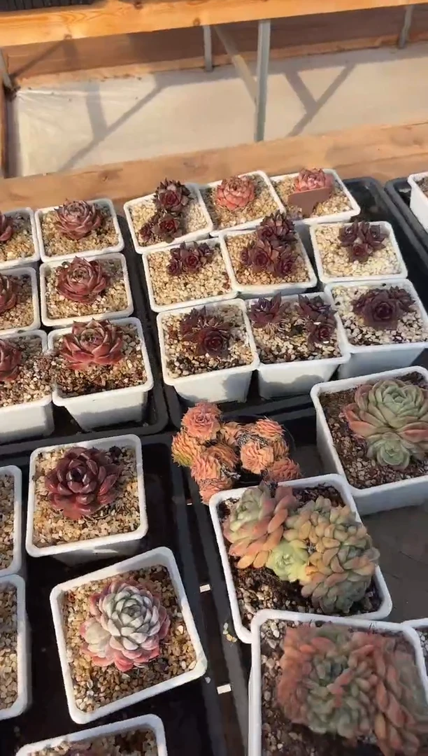 【闪购商品】0113-118安可