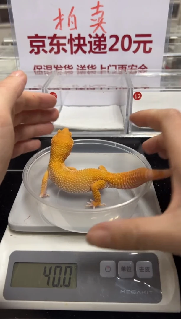 豹纹守宫1111111111