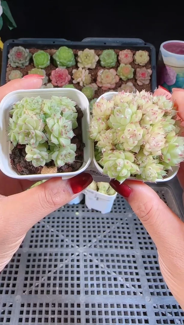 1110-37群生不包整