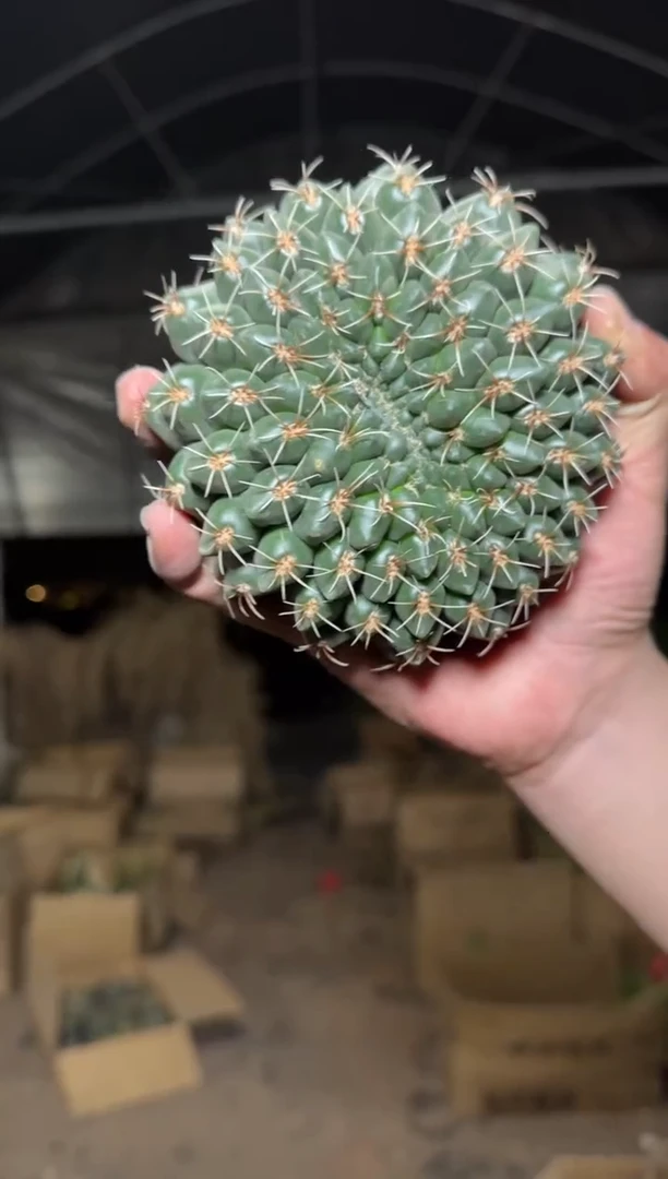 实生根 7-10cm 绯花玉