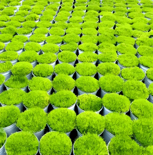 爱尔兰珍珠草地被植物方盘苗盆栽多年生观叶庭院花园绿植造景绿化