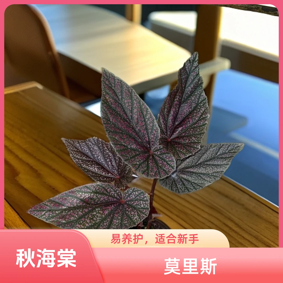 莫里斯 秋海棠 一颗包邮无售后 完美主义者勿拍