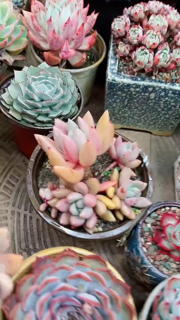 【闪购商品】16036