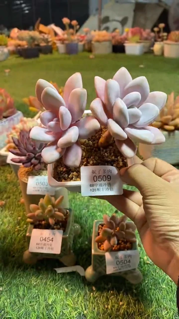 0509《满28包邮发货》