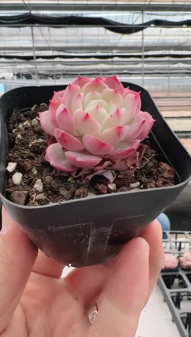 【闪购商品】碧翠-5