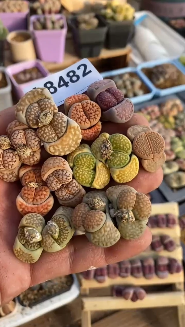 【闪购商品】8482直播一物一拍