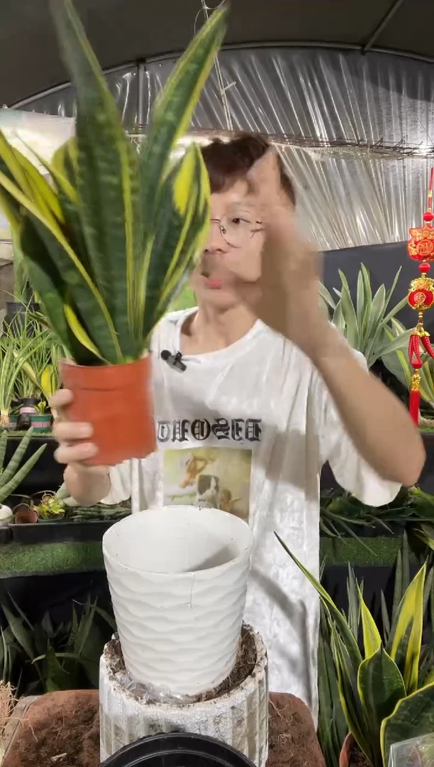 带盆土黄金兰30cm中号17.8