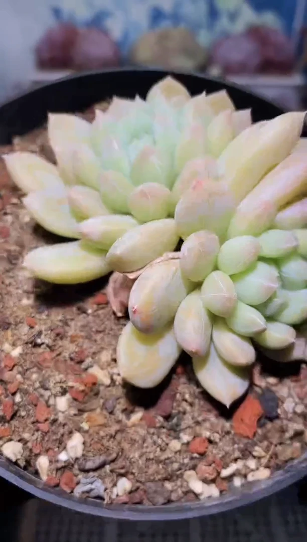 【闪购商品】316百达