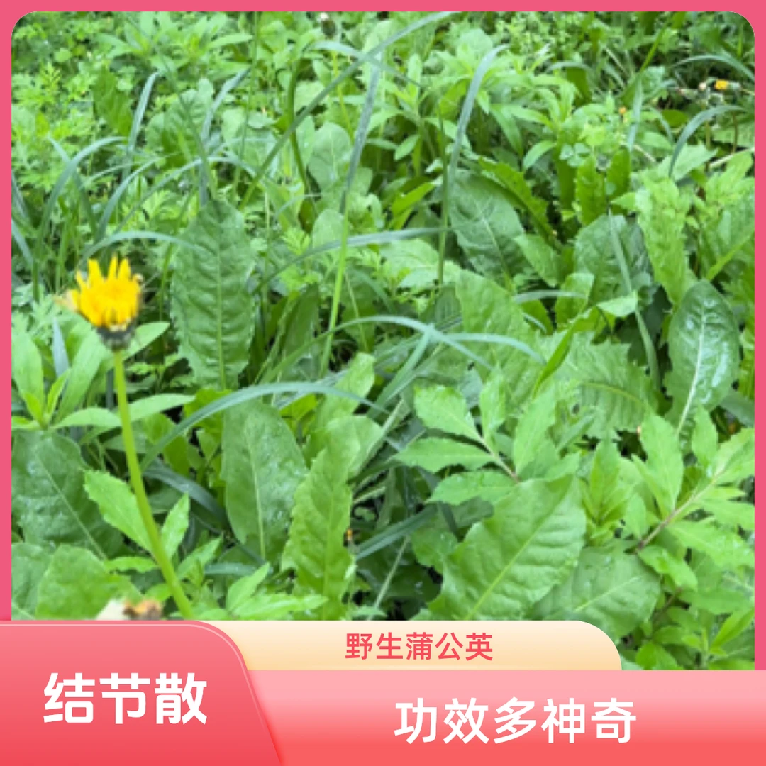 云南纯野生蒲公英假一赔3结节散，车前草，夏枯草