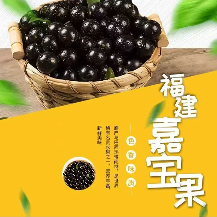 现摘老树嘉宝果高端水果树葡萄应季尝鲜装亲民礼盒装顺丰JD包邮